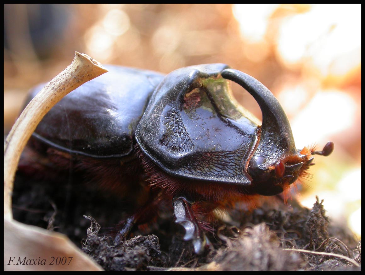 Oryctes nasicornis corniculatus (Coleoptera, Dynastidae)